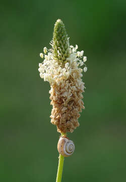 Image of Hare's-foot Plantain