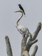 Image of Black Drongo