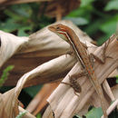 Image of Grass Anole