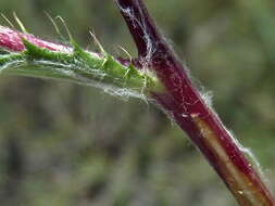 Image of Cage thistle