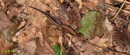 Image of Tsushima Ground Skink