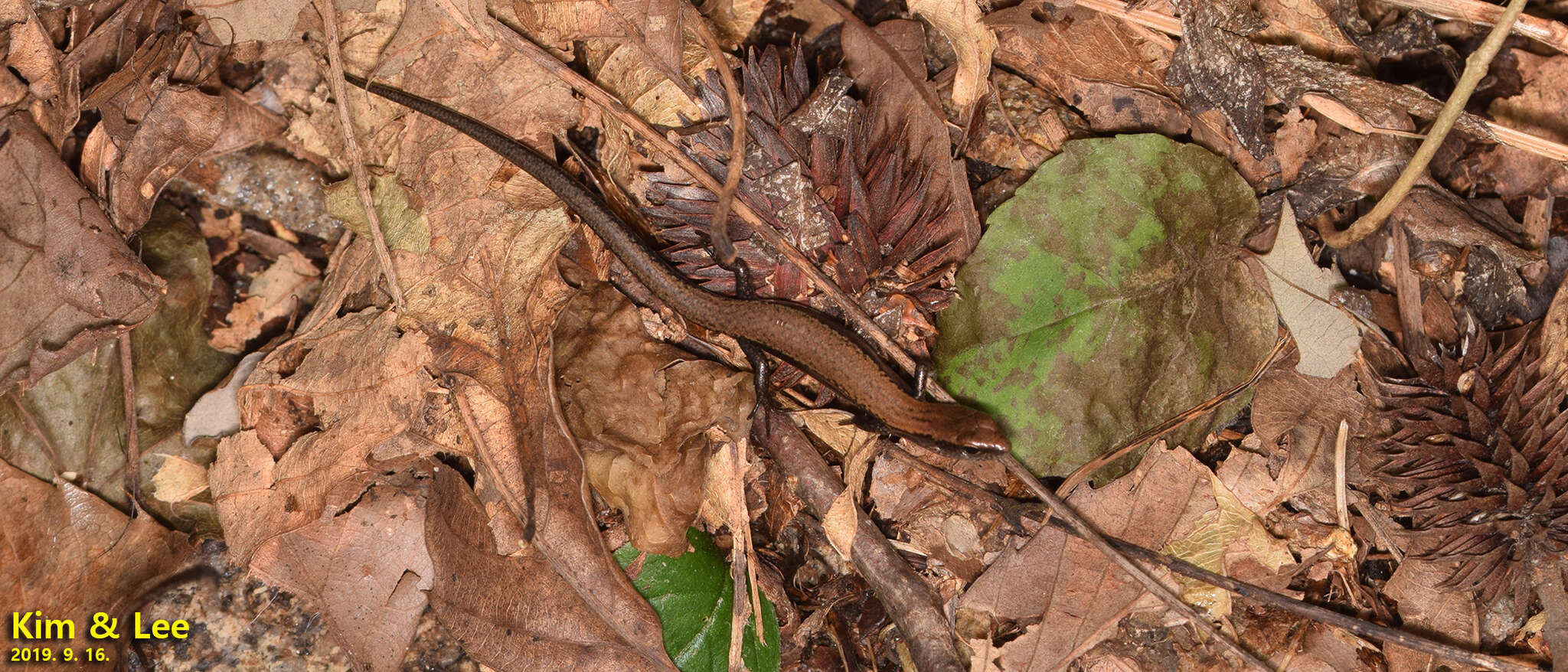 Image of Tsushima Ground Skink