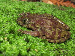 Image of Table Mountain Ghost Frog