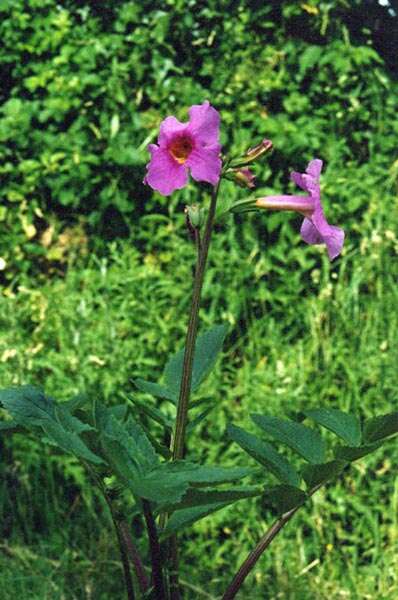 Image of Incarvillea delavayi Bureau & Franch.