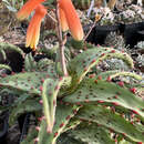 Aloe castilloniae J.-B. Castillon resmi
