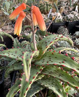 صورة Aloe castilloniae J.-B. Castillon