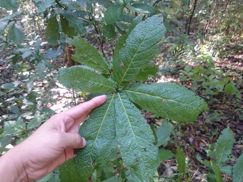 Image of <i>Quercus rhysophylla</i>
