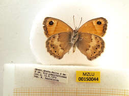 Image of Cretan Small Heath