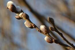 Image of goat willow