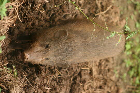 Image of pygmy hog