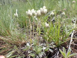 Imagem de Antennaria parvifolia Nutt.