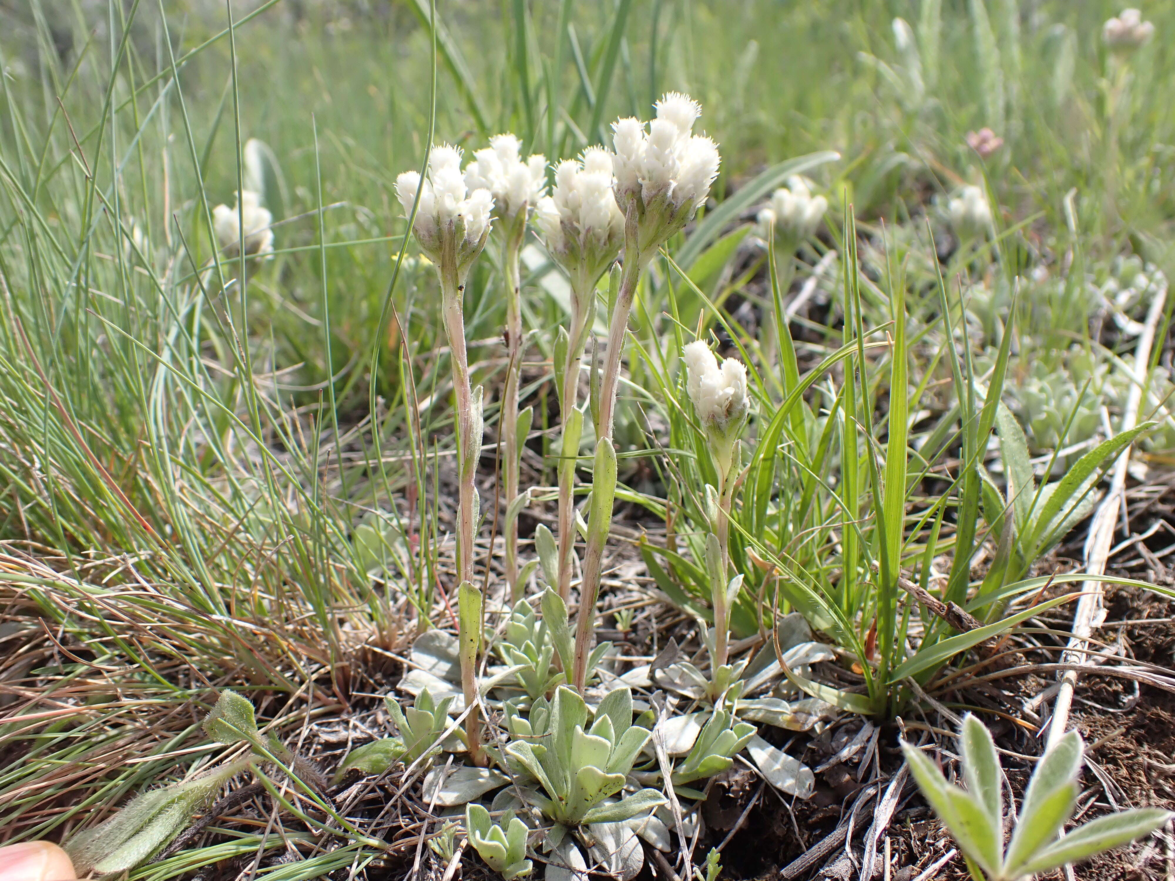 Imagem de Antennaria parvifolia Nutt.