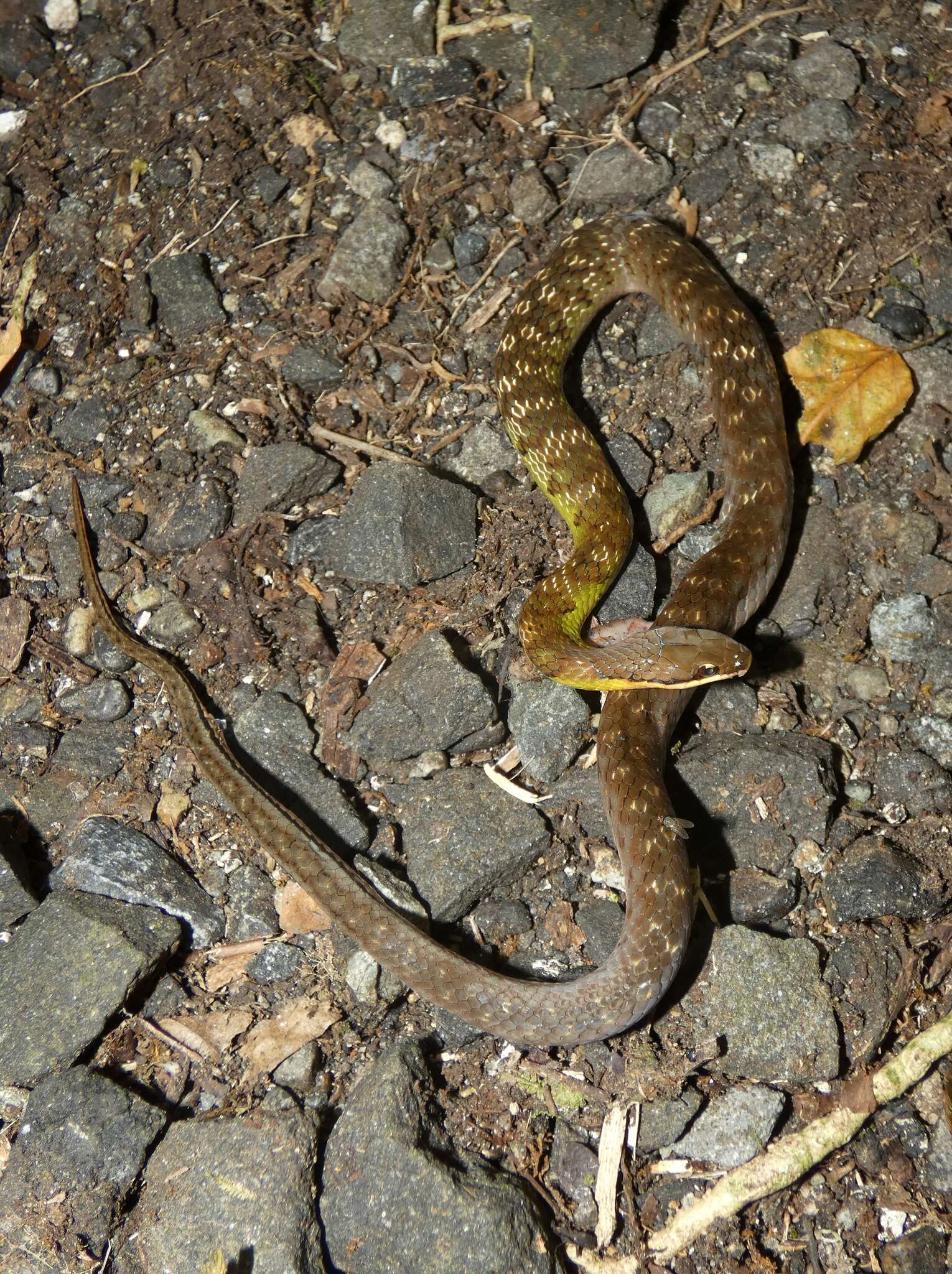 Image of Erythrolamprus epinephelus (Cope 1862)