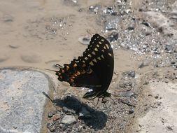 Image of <i>Papilio palamedes leontis</i>