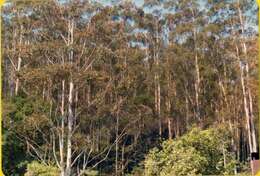 Image of grand eucalyptus