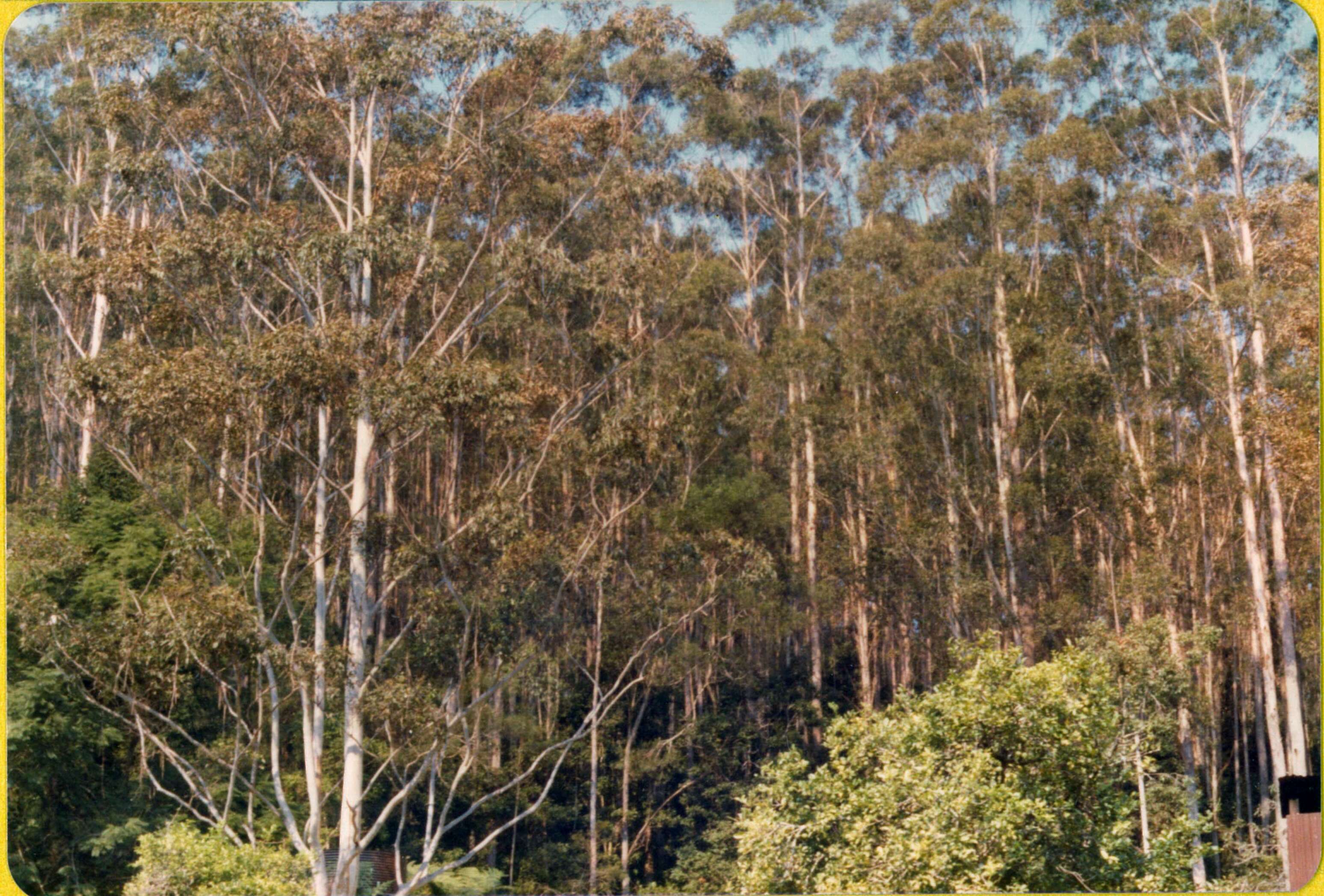 Image of grand eucalyptus