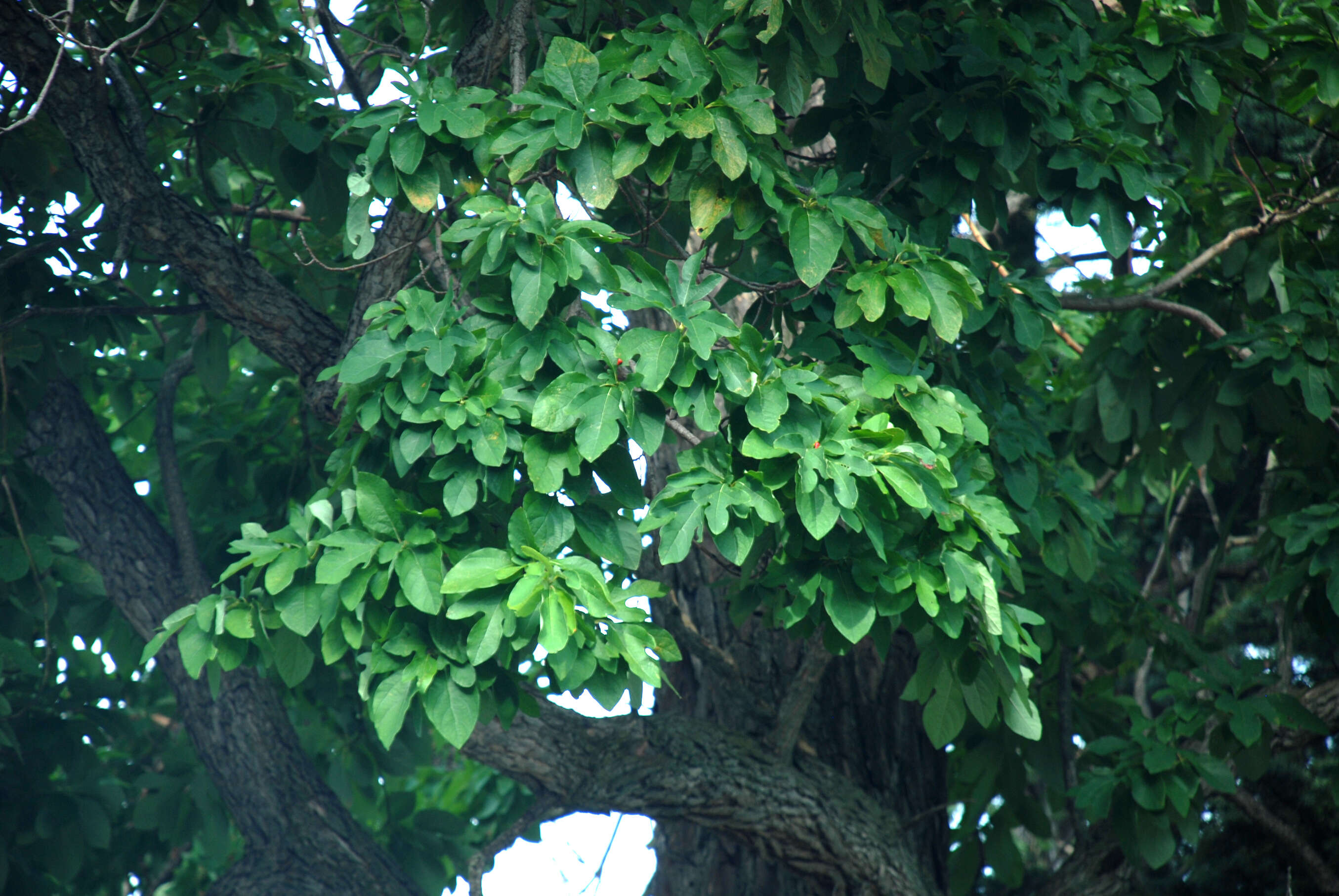 Image of Mitten tree