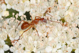 Image of Camponotus castaneus (Latreille 1802)