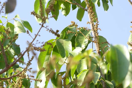 Image of Lepisanthes tetraphylla (Vahl) Radlk.