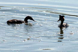 Image of Podiceps Latham 1787