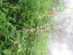 Image of Morina longifolia Wall.