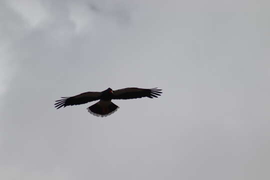 Image of Mountain Caracara