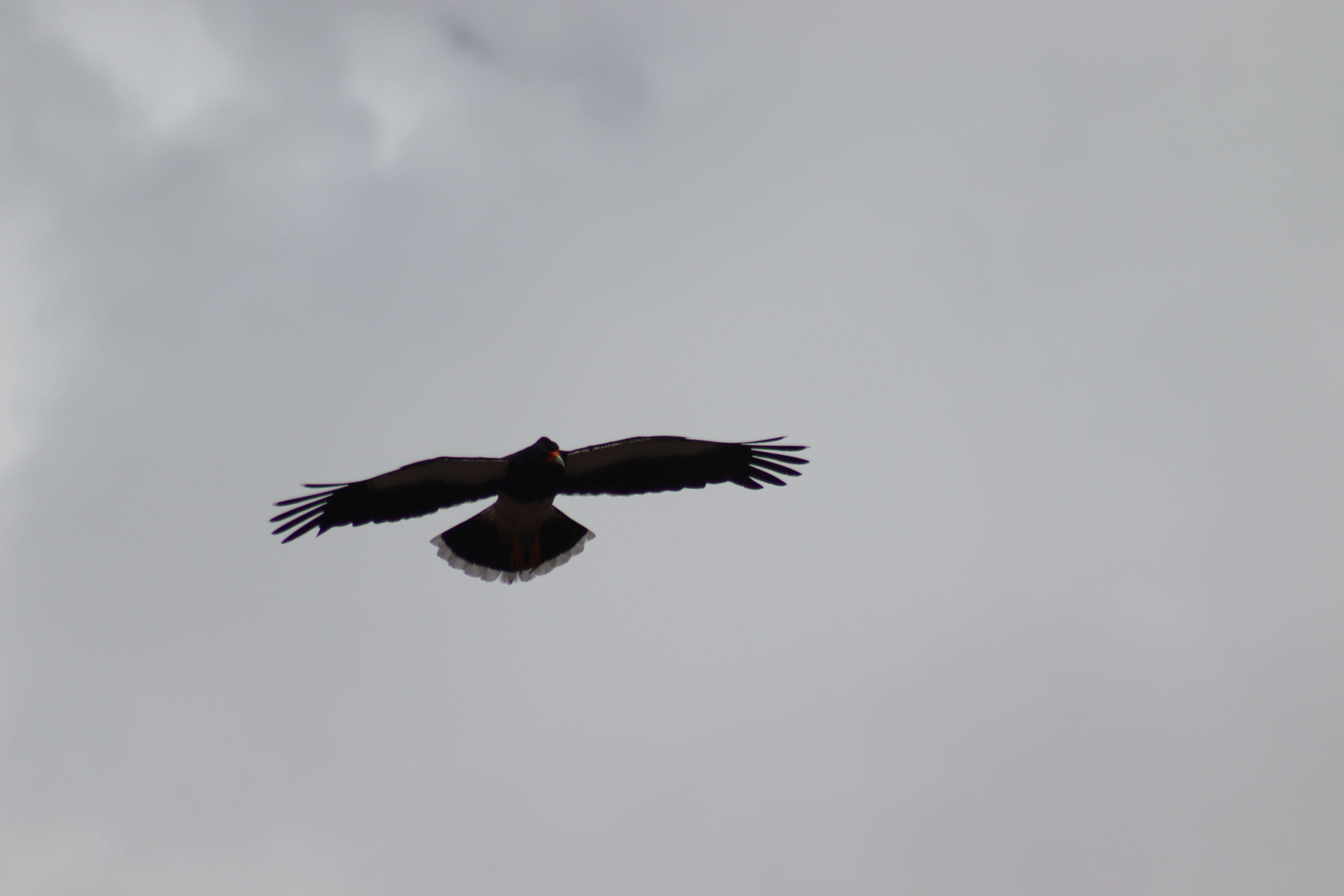 Image de Caracara montagnard