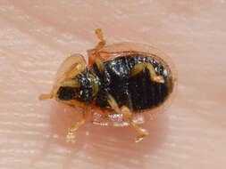 Image of Rainbow tortoise beetle