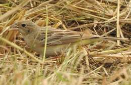 Image of Black-headed Bunting