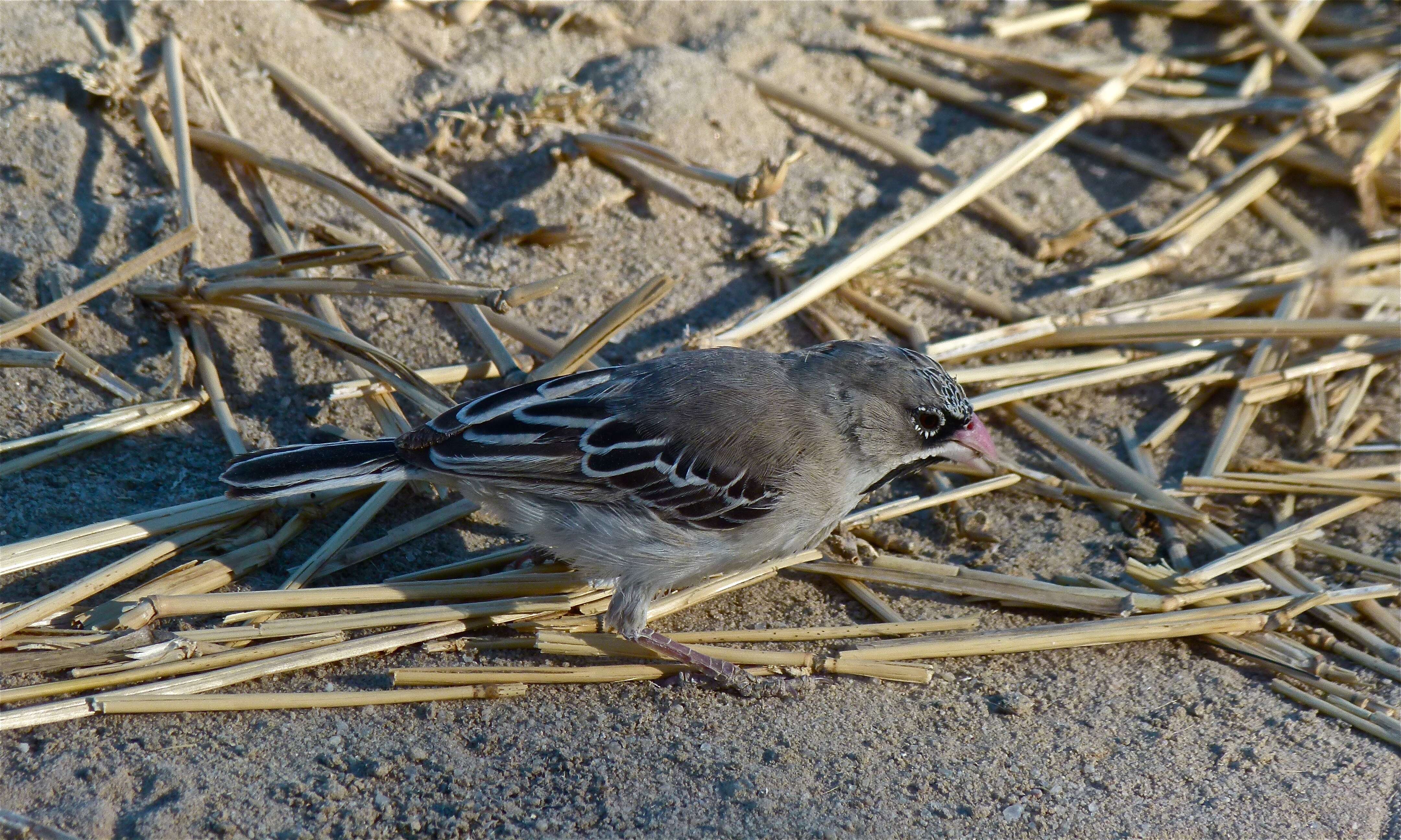 Image of Scaly Weaver