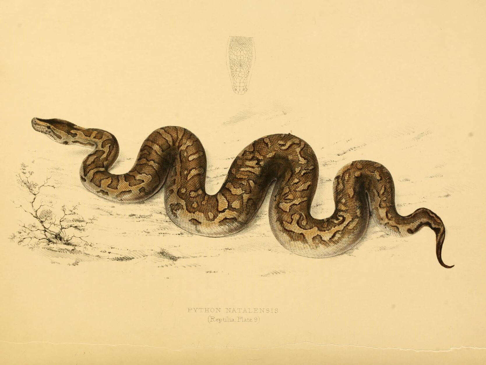 Image de Python natalensis A. Smith 1840