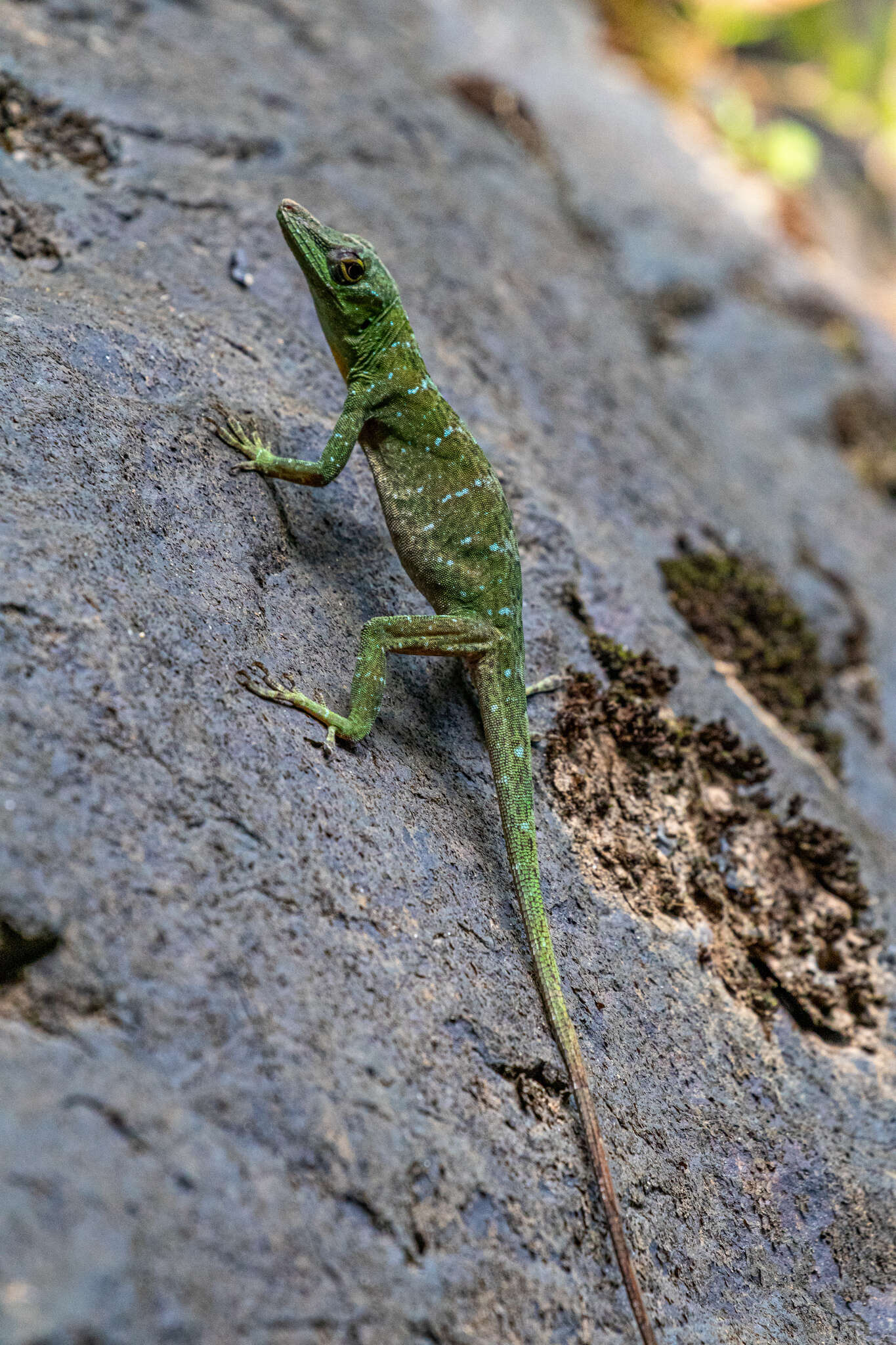 Image of Anolis punctatus Daudin 1802