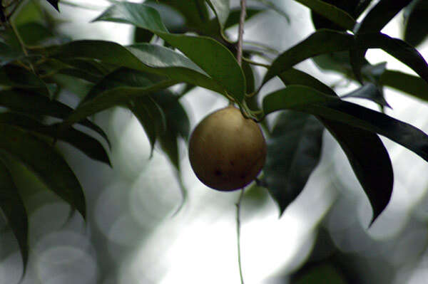 Imagem de Myristica fragrans Houtt.