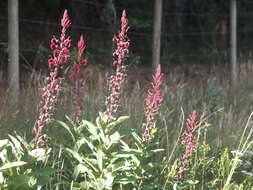 Image of Devil's Tobacco