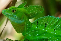 Image of Green Basilisk