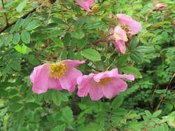 Image of Rosa macrophylla Lindl.