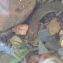 Image of Ouachita Streambed Salamander