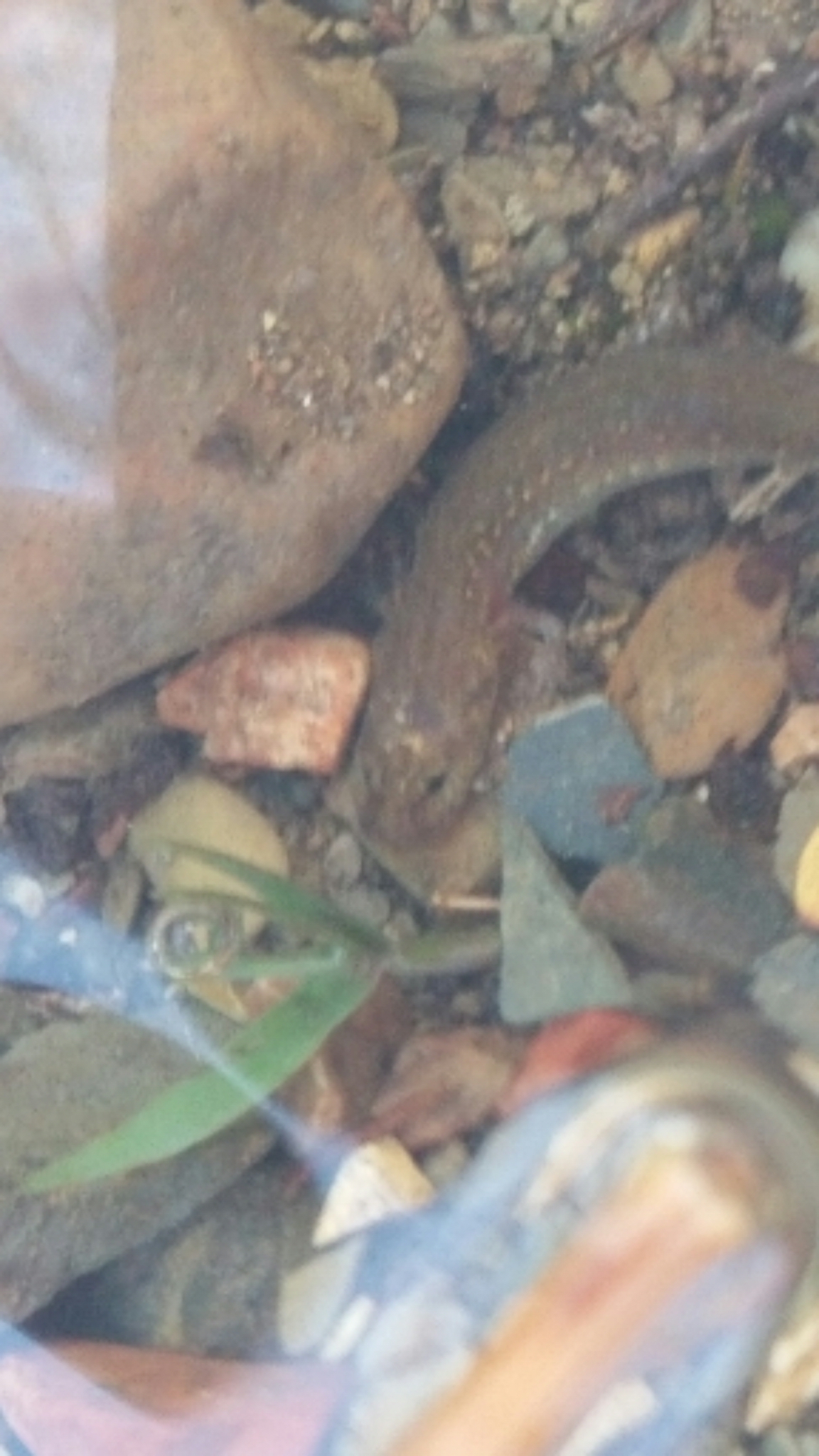 Image of Ouachita Streambed Salamander
