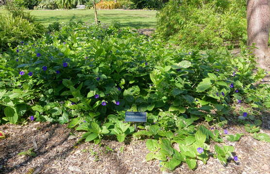 Image of Thunbergia battiscombei Turrill