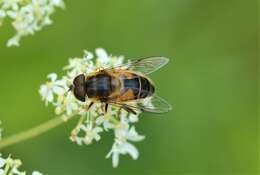 Слика од Eristalis pertinax (Scopoli 1763)