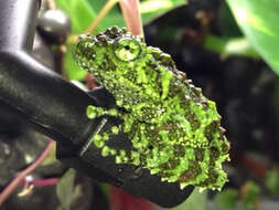 Image of Tonkin Bug-eyed Frog