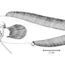 Fiordichthys slartibartfasti Paulin 1995 resmi