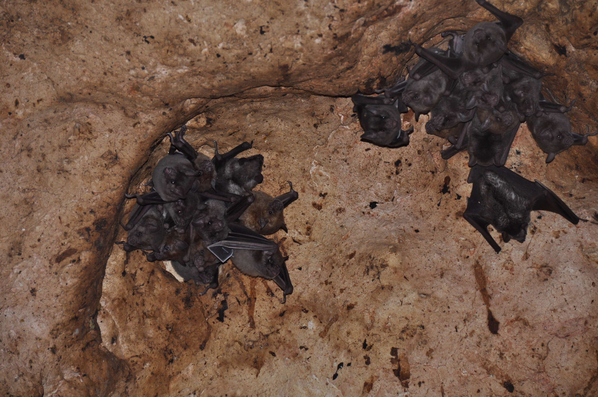 Image of Antillean Fruit-eating Bat