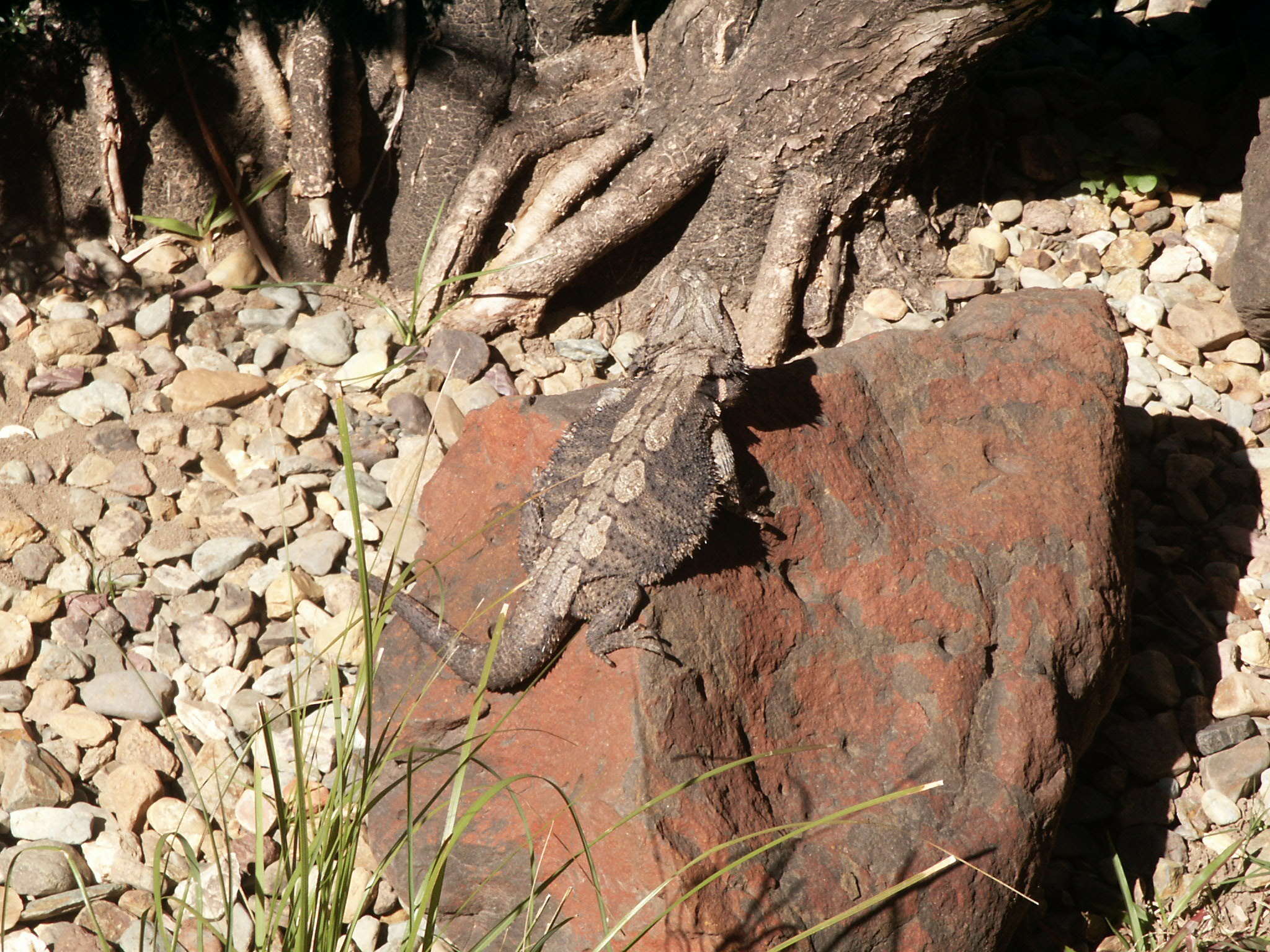 Image of Bearded Dragon