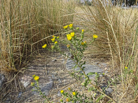 Image of Curly-cup gumweed