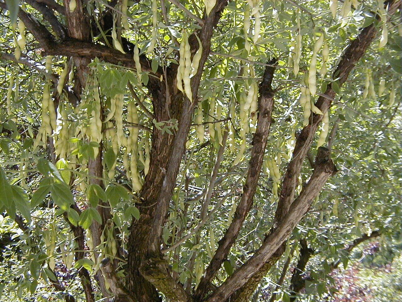 Image of Anagyris foetida L.