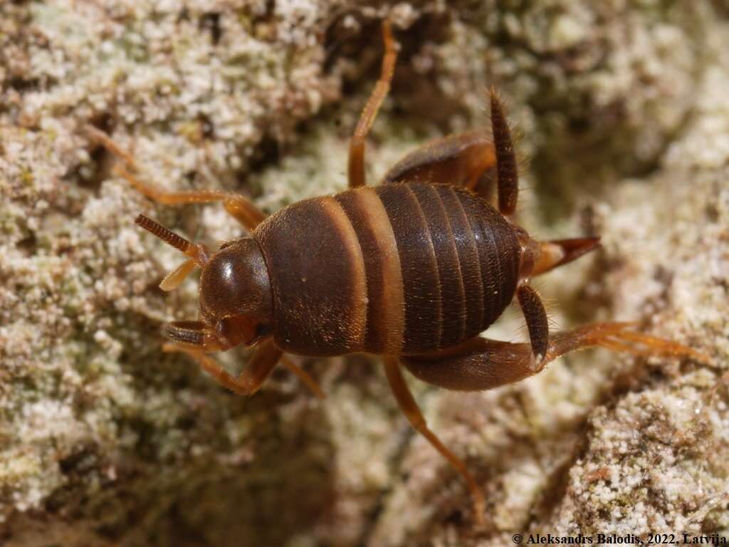 Image de Myrmecophilus (Myrmecophilus) acervorum (Panzer 1799)