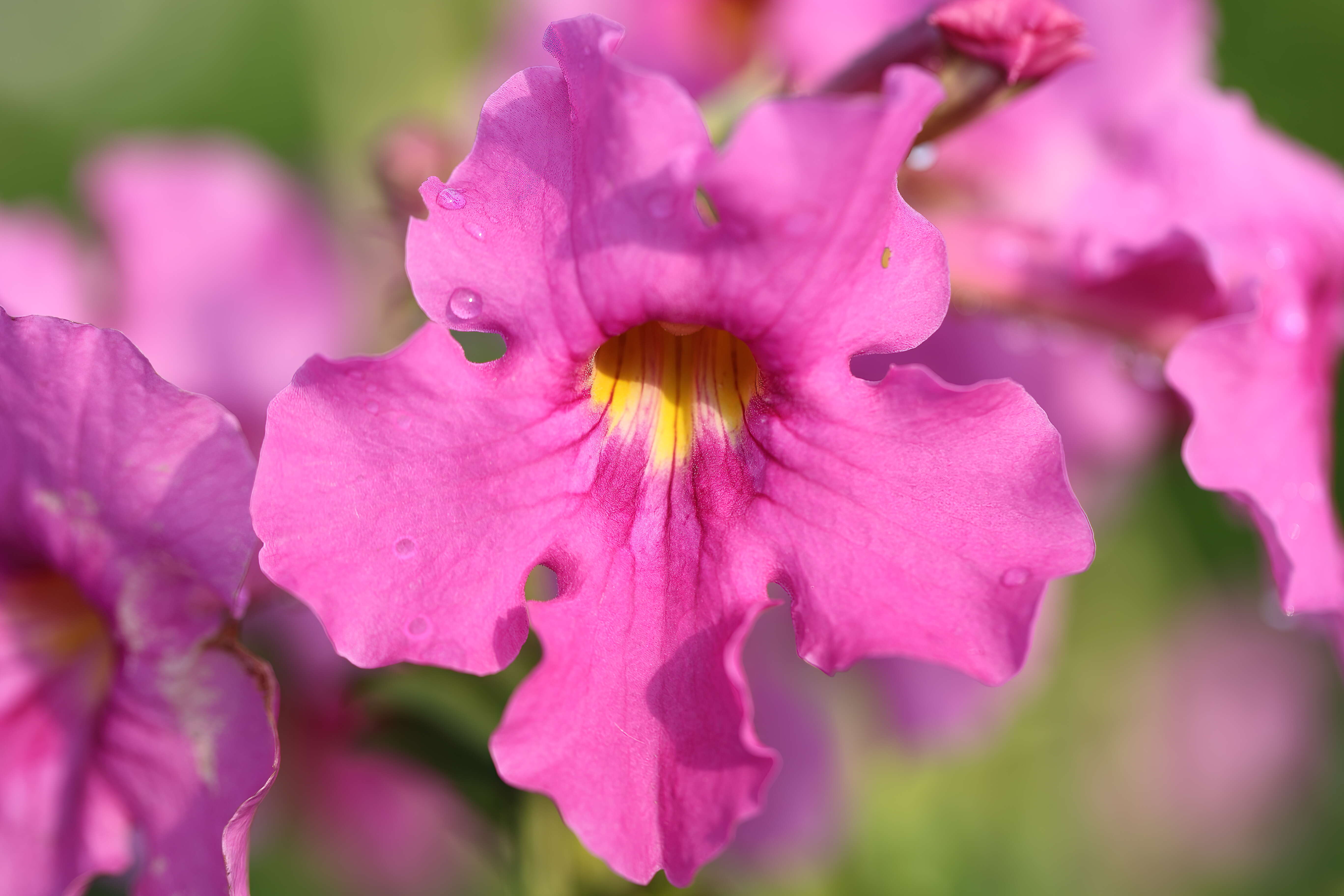 Image of Incarvillea delavayi Bureau & Franch.