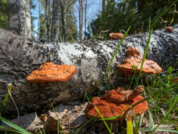 Imagem de Pycnoporus cinnabarinus (Jacq.) P. Karst. 1881