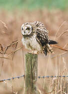 Image de Hibou des marais